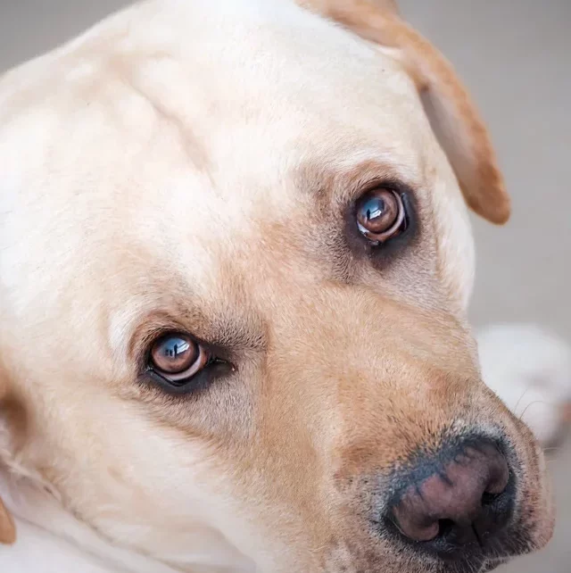 free-photo-of-close-up-of-the-head-of-a-dog